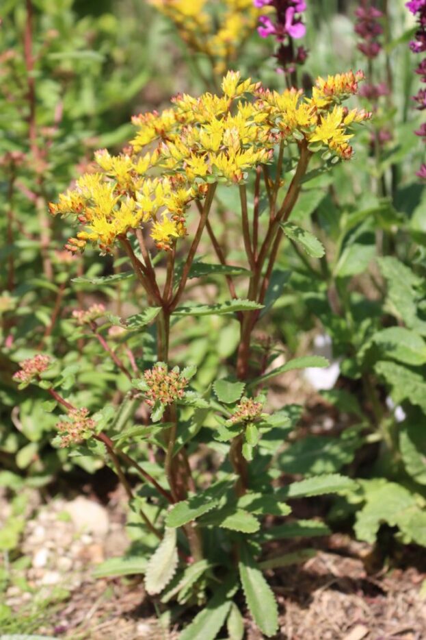 Sedum aizoon 'Euphorbioides Maximum'