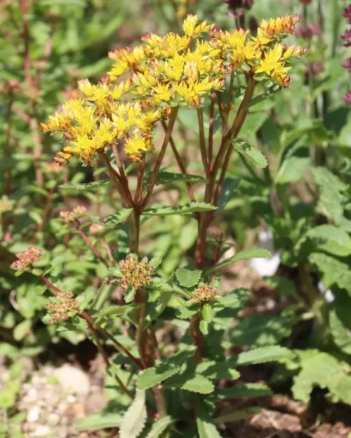 Sedum aizoon 'Euphorbioides Maximum'