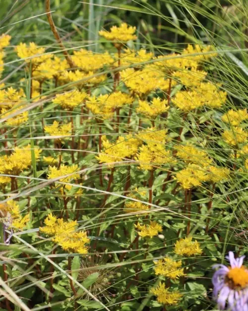 Sedum aizoon 'Euphorbioides Maximum'