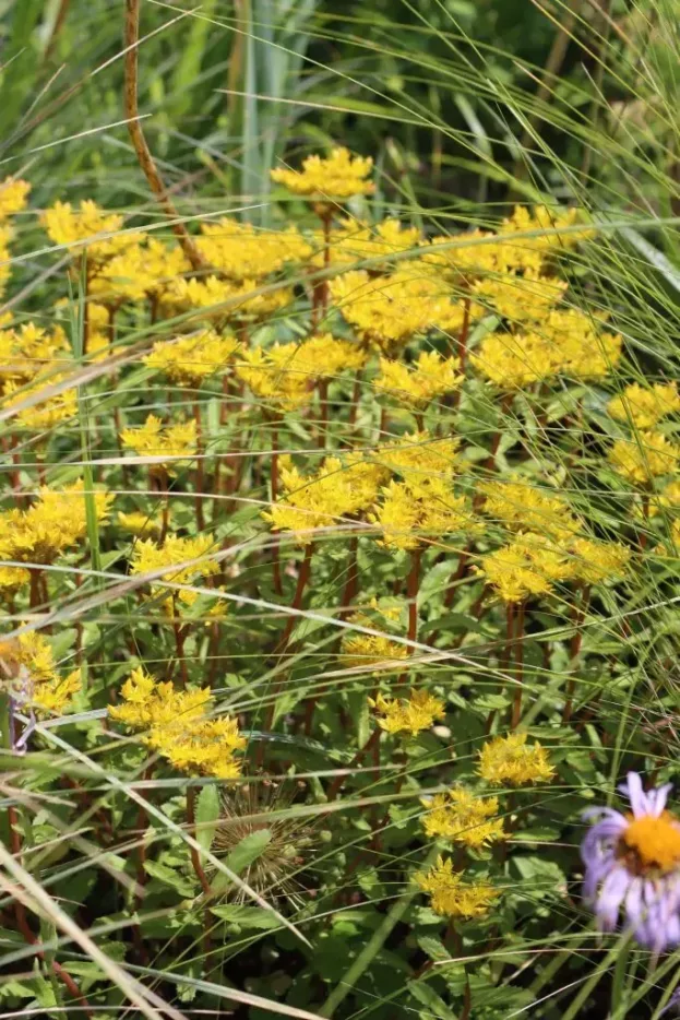 Sedum aizoon 'Euphorbioides Maximum'