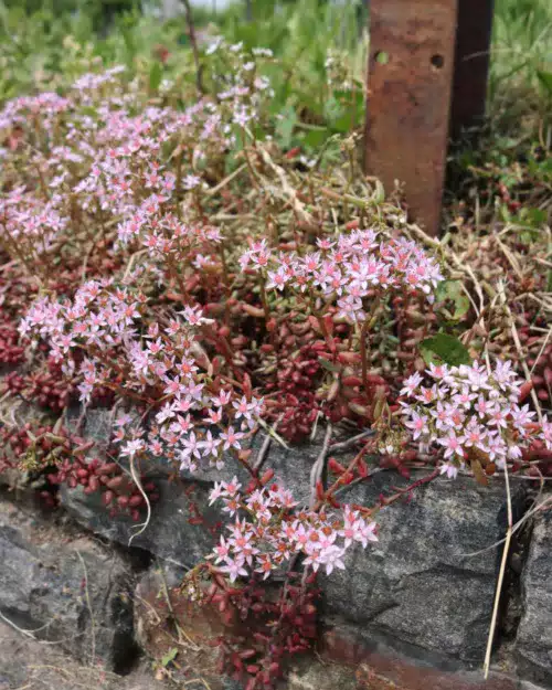 Sedum album 'Murale', Rosa Mauerpfeffer
