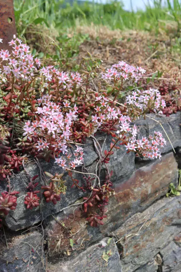 Sedum album 'Murale', Rosa Mauerpfeffer