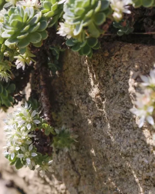 Sedum pachyclados - Dickrosettiges Fettblatt