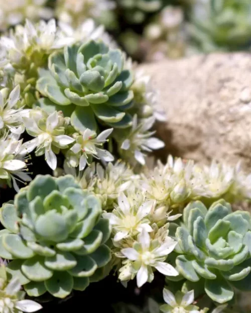 Sedum pachyclados - Dickrosettiges Fettblatt