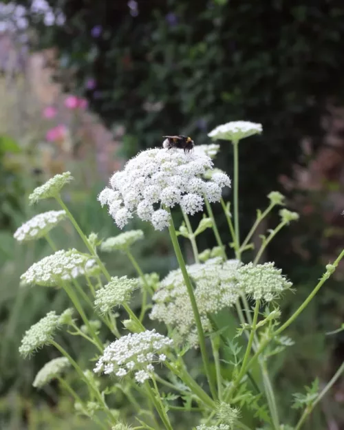 Seseli libanotis - Heilwurz