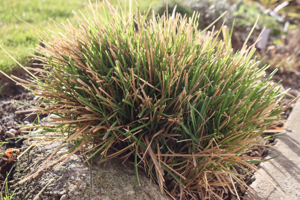 Sesleria autumnalis Graeser Rueckschnitt Fruehjahr Immergrünes Kopfgras Sesleria autumnalis nach dem Schnitt
