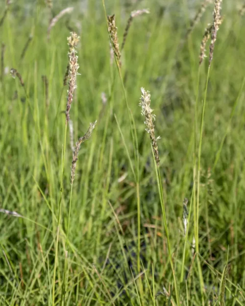 Sesleria autumnalis, Herbst-Kopfgras