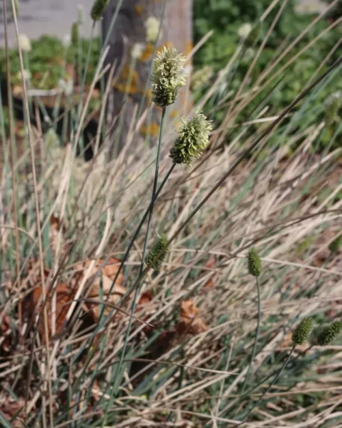 Sesleria nitida, Blaues Kopfgras