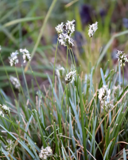 Sesleria uliginosa