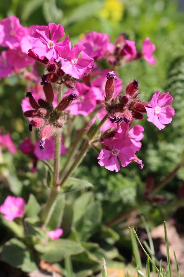 Silene 'Rollie's Favorite', Leimkraut