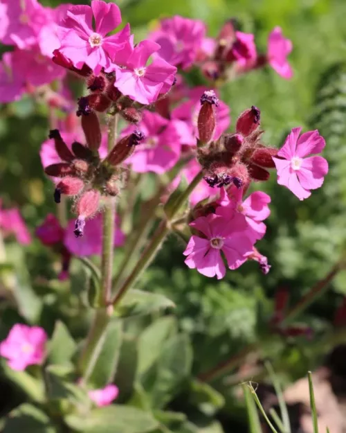 Silene 'Rollie's Favorite', Leimkraut