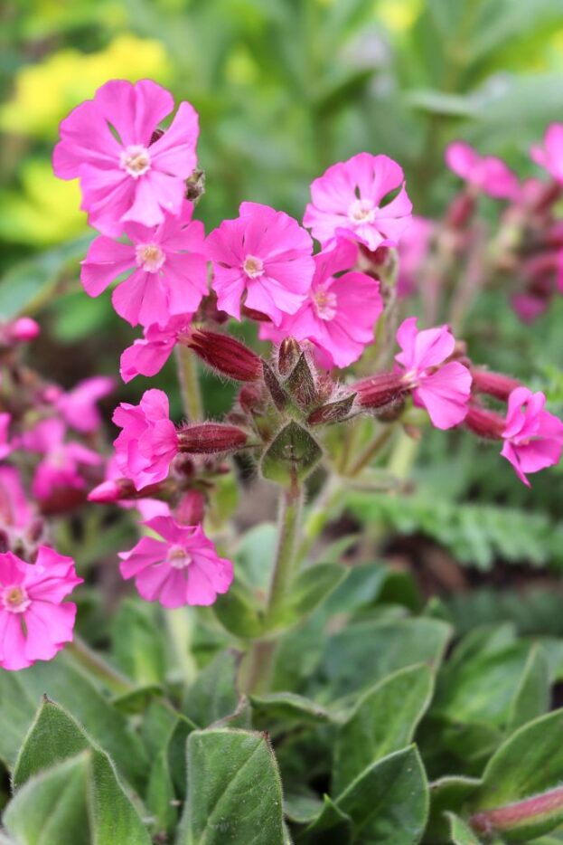 Silene 'Rollie's Favorite', Leimkraut