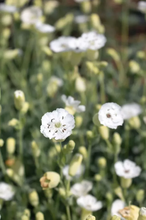 Silene maritima, Klippen-Leimkraut