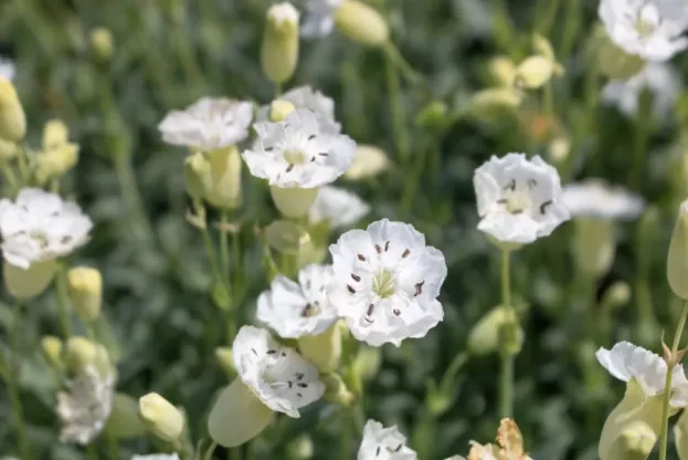 Silene maritima, Klippen-Leimkraut