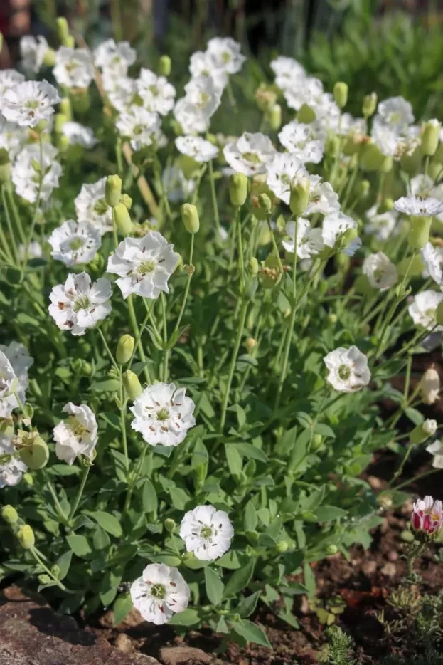 Silene maritima, Klippen-Leimkraut