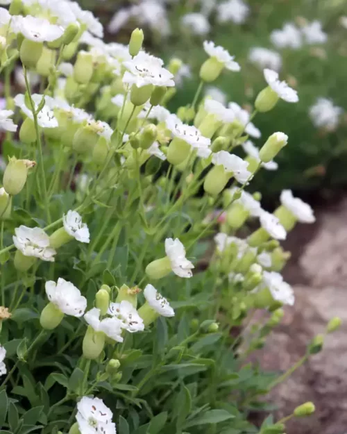 Silene maritima (uniflora), Klippen-Leimkraut