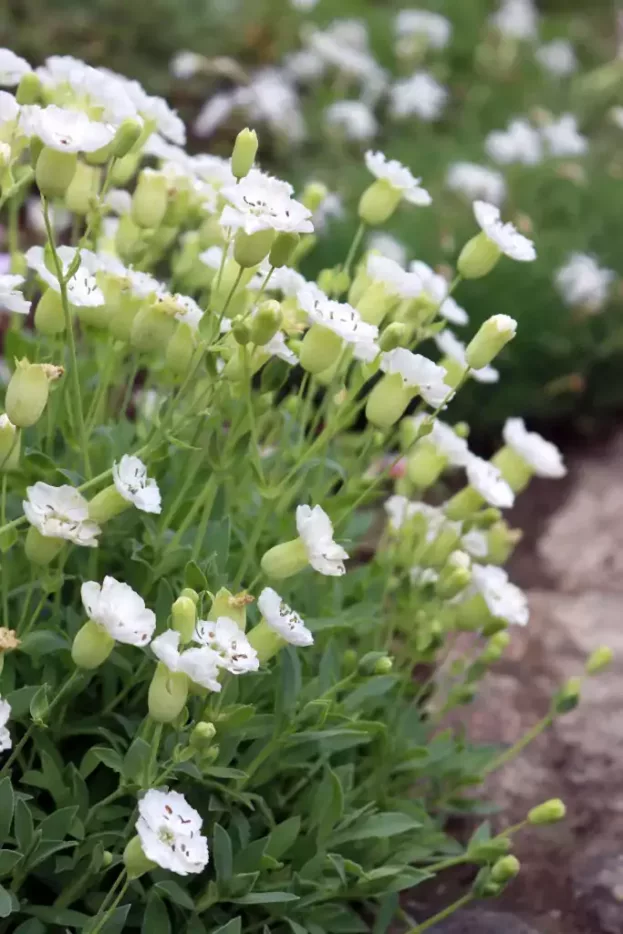Silene maritima (uniflora), Klippen-Leimkraut
