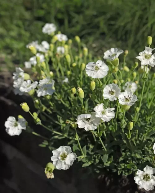 Silene maritima, Klippen-Leimkraut