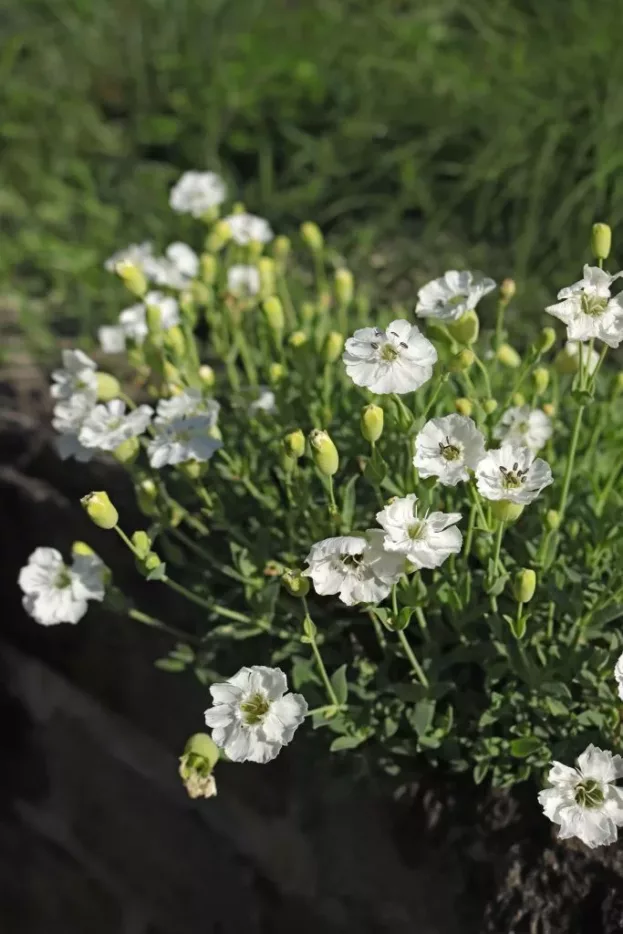 Silene maritima, Klippen-Leimkraut