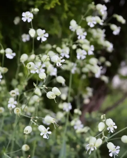 Silene vulgaris, Taubenkropf-Leimkraut