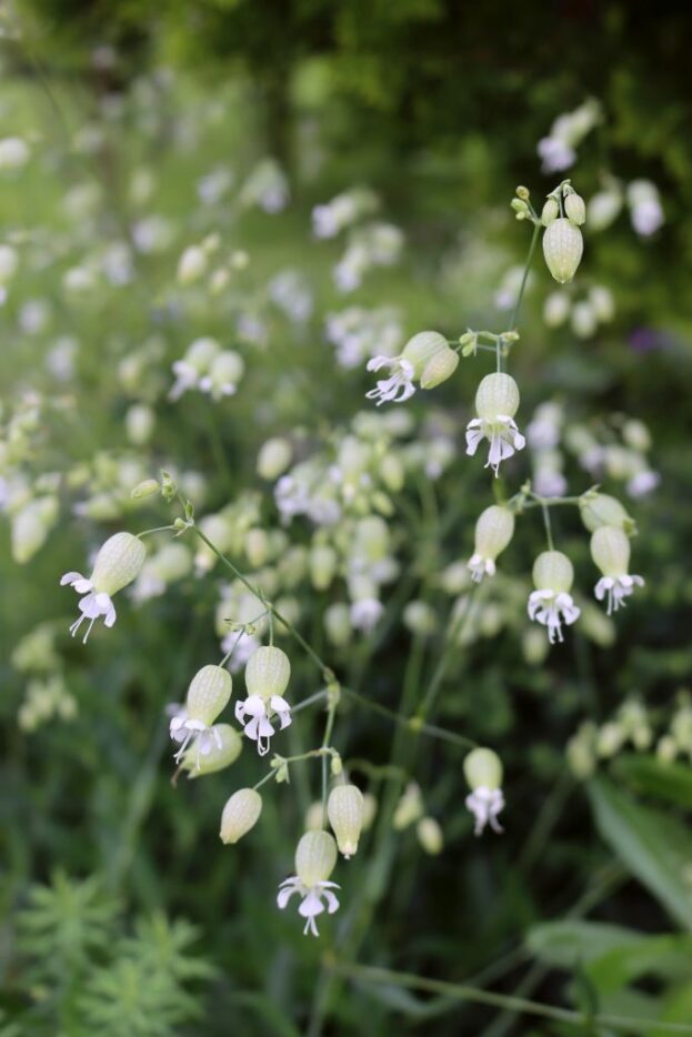 Silene vulgaris, Taubenkropf-Leimkraut