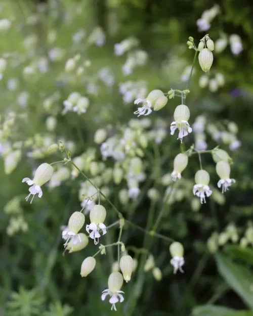 Silene vulgaris, Taubenkropf-Leimkraut