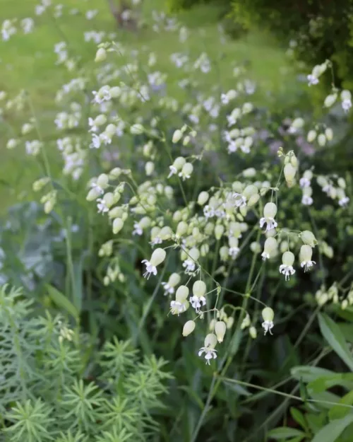 Silene vulgaris, Taubenkropf-Leimkraut