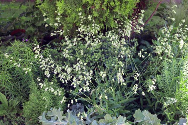 Silene vulgaris, Taubenkropf-Leimkraut