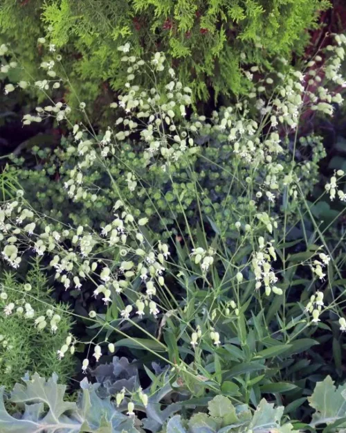 Silene vulgaris, Taubenkropf-Leimkraut