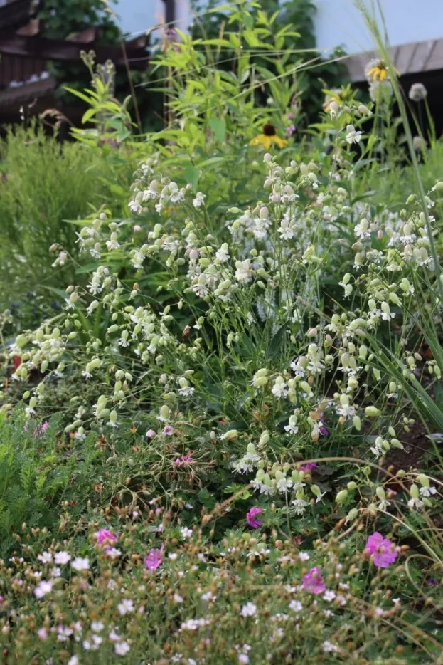 Silene vulgaris, Taubenkropf-Leimkraut