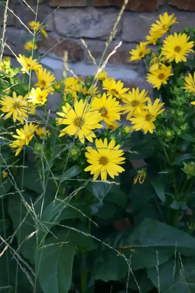 Silphium perfoliata 'Maya', Kompasspflanze