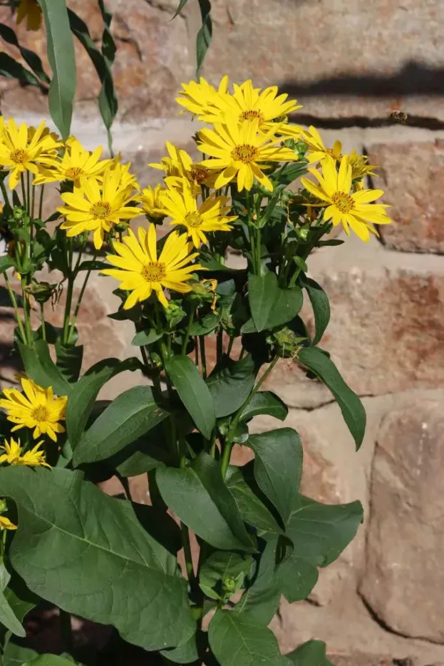 Silphium perfoliata 'Maya', Kompasspflanze