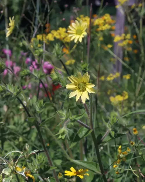 Silphium mohrii, Mohrs Kompasspflanze