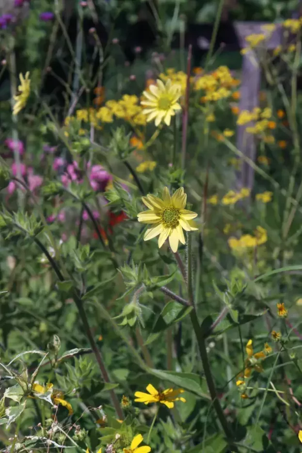 Silphium mohrii, Mohrs Kompasspflanze