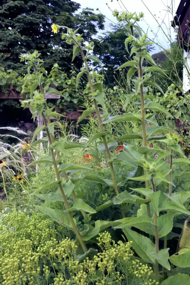 Silphium mohrii, Mohrs Kompasspflanze