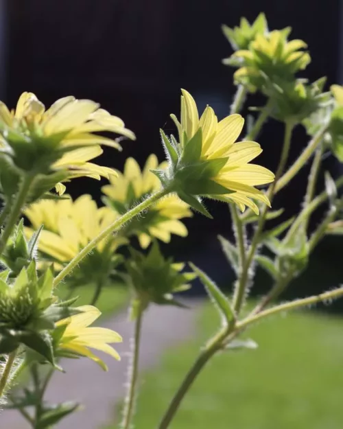 Silphium mohrii, Mohrs Kompasspflanze