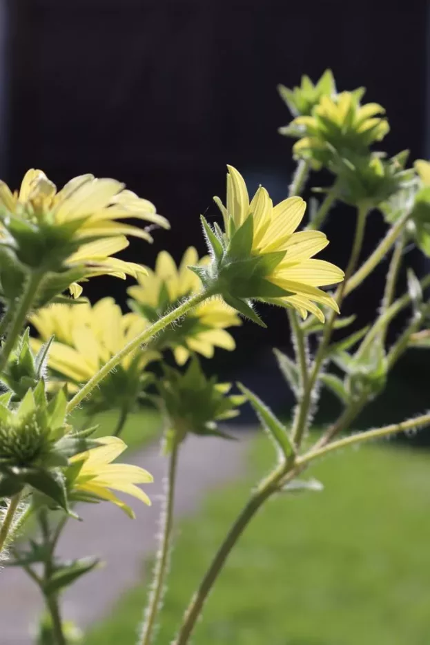 Silphium mohrii, Mohrs Kompasspflanze