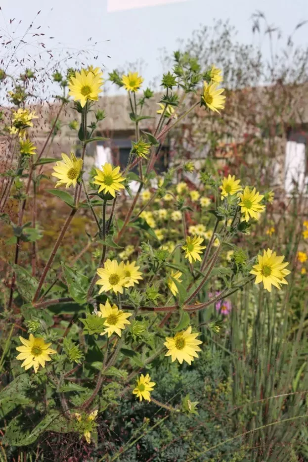 Silphium mohrii, Mohrs Kompasspflanze