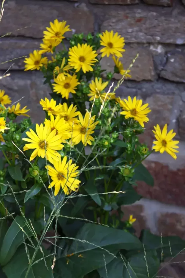 Silphium perfoliata 'Maya', Kompasspflanze