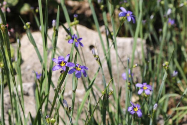 Sisyrinchium angustifolium - Binsenlilie