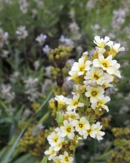 Sisyrinchium striatum, Große Binsenlilie