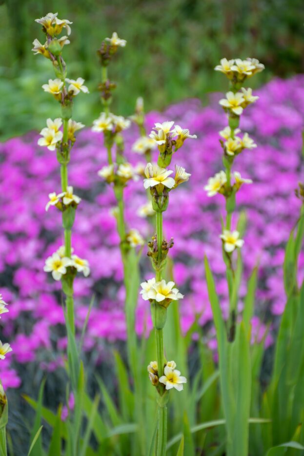 Sisyrinchium striatum, Große Binsenlilie
