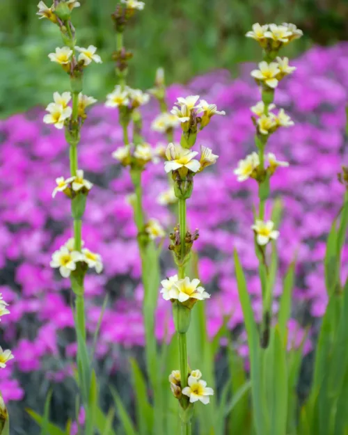 Sisyrinchium striatum, Große Binsenlilie