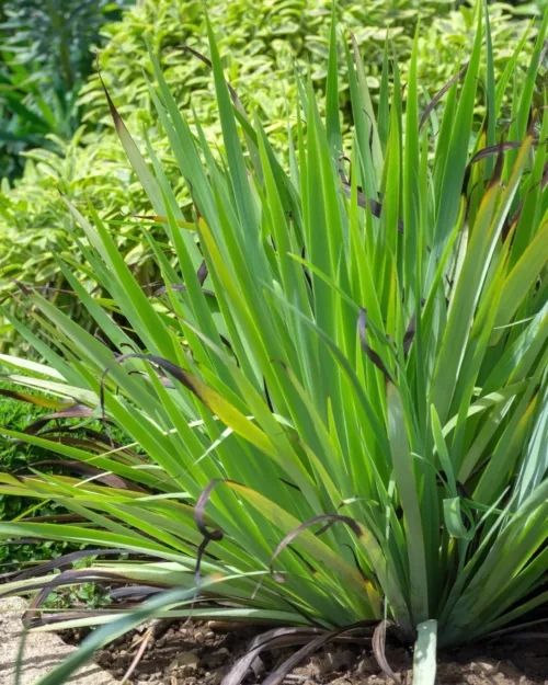 Sisyrinchium striatum, Große Binsenlilie