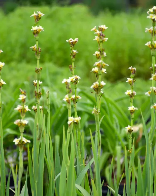 Sisyrinchium striatum, Große Binsenlilie