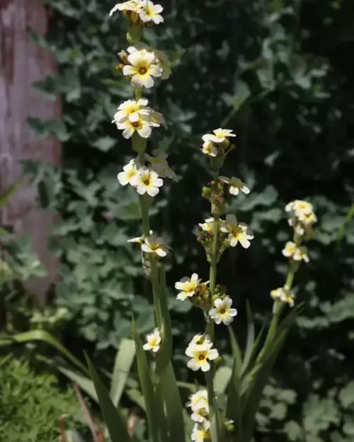 Sisyrinchium striatum, Große Binsenlilie
