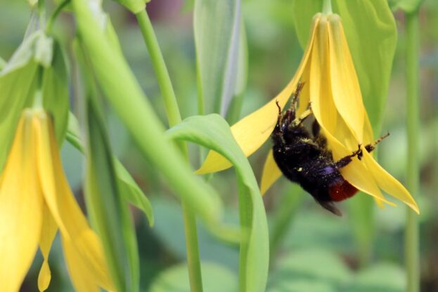 Uvularia grandiflora, Hänge-Goldglocke