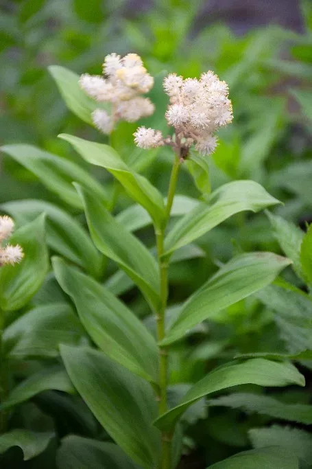 Smilacina racemosa, Duftsiegel