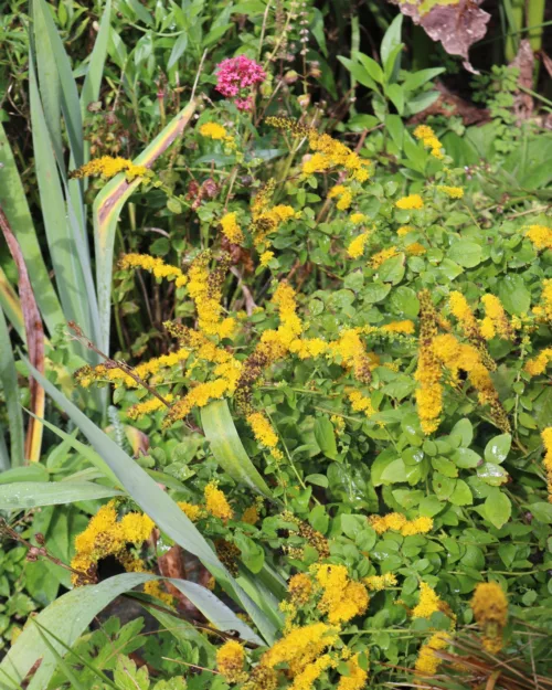 Solidago sphacelata 'Golden Fleece', Goldrute