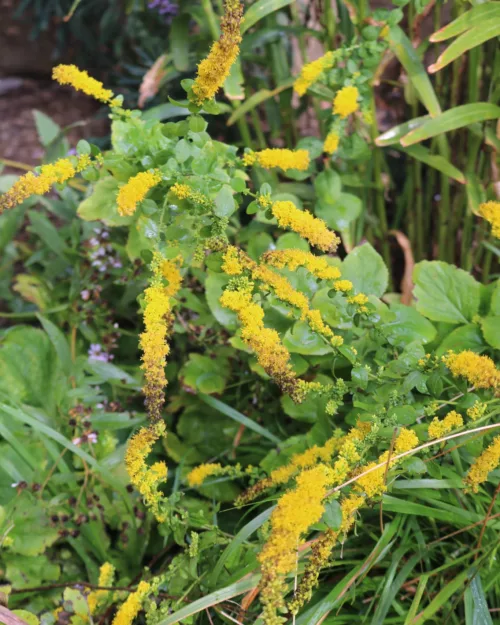Solidago sphacelata 'Golden Fleece', Goldrute
